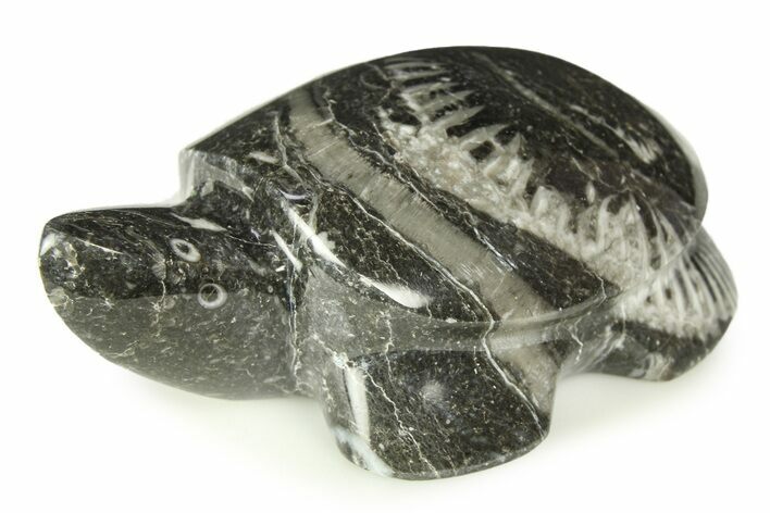 Carved Fossil Horn Coral Turtle - Idaho #308566